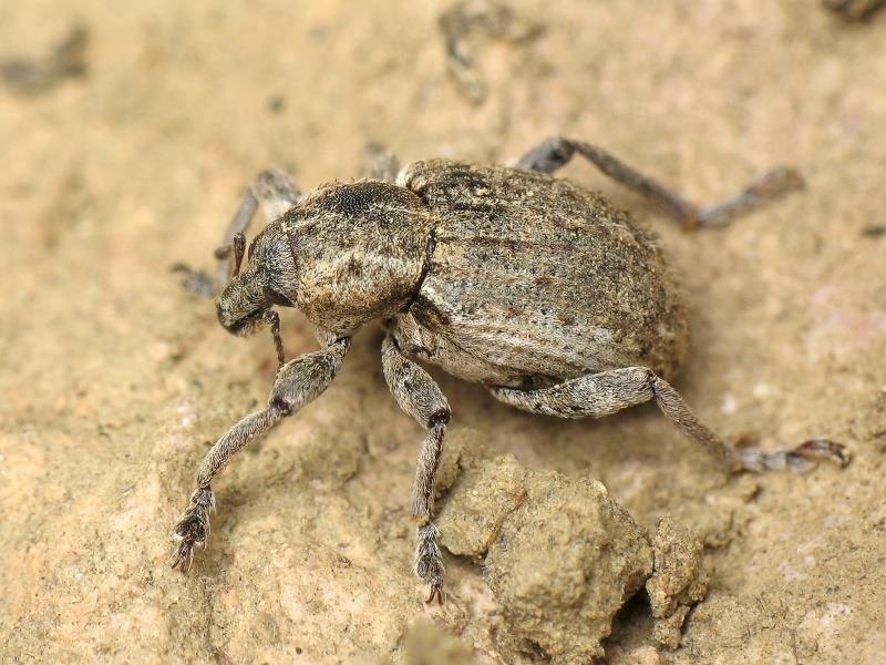 Brachypera zoilus (Scopoli, 1763)